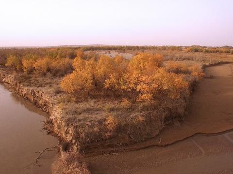 岸邊的胡楊和紅柳是一道天然屏障，延緩沙漠向南擴展的步伐。