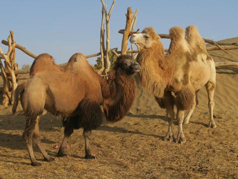 骆驼曾是克里雅人穿梭沙漠的好伙伴，近年却已被电单车取代。
