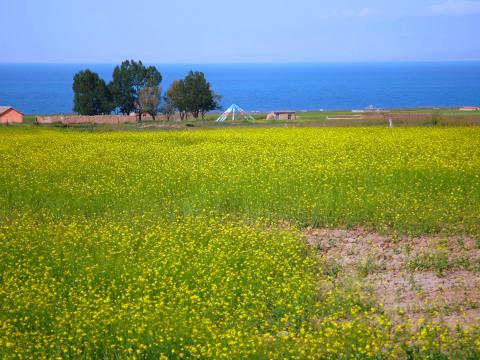 青海湖旁边的油菜花田。