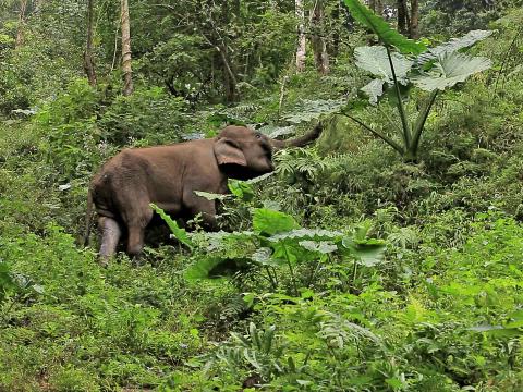 西双版纳是野生亚洲象的栖息地之一。