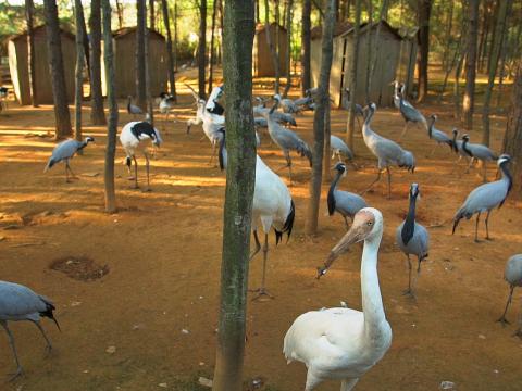 白鹤（照片前方）是珍稀鸟类，全球不足四千只。它被发现在鄱阳湖受伤，需由护鸟员照顾。