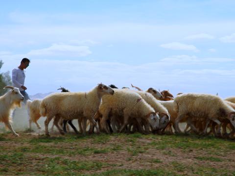 巴音桑和很多蒙古人一样，以放牧为生。