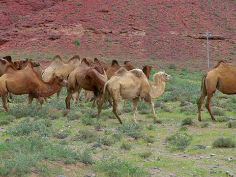 阿拉善盟的草原上有不少自由放養的駱駝群，但卻很少走失。
