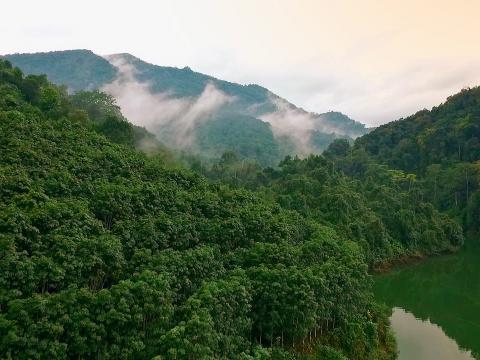 西雙版納的雨林匯集了五千多種熱帶動植物。