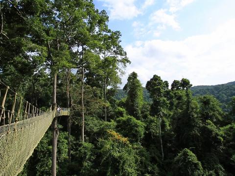 比树林高出许多的望天树，是热带雨林的标志性植物。