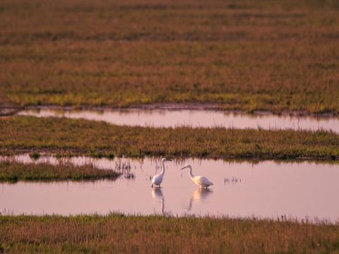 鄱阳湖这片湿地，对平衡自然生态极为重要。
