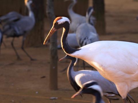 在鄱阳湖国家湿地公园的鹤园，可以近距离观赏丹顶鹤和其他珍贵鸟类。