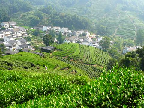 龍井村一座座山頭種滿茶樹，養活不少茶農家庭。