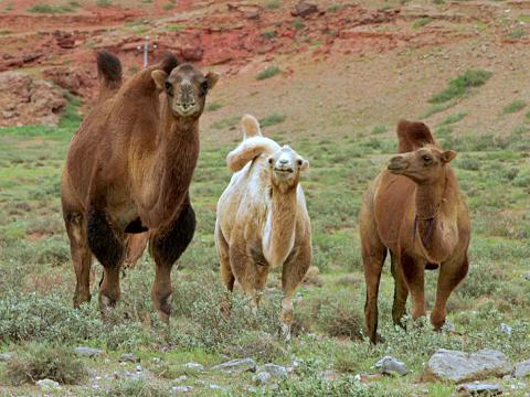 内蒙古阿拉善盟过去曾有25万只双峰骆驼，但现时全球野生双峰骆驼只约有650只，极度濒危。
