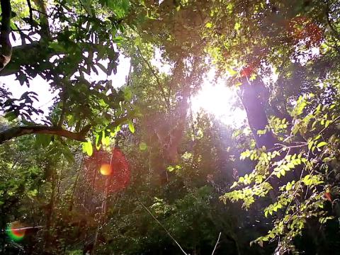 西雙版納的熱帶雨林曾被誤以為只是一般樹林。