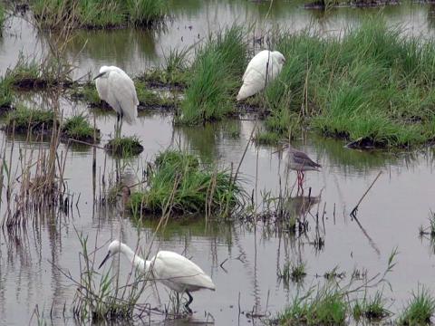 湿地资源丰富，为雀鸟提供充足食物。