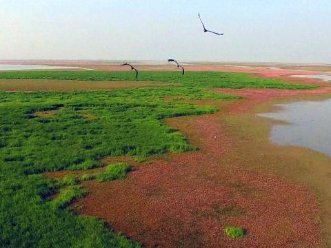 鄱阳湖湿地不止是候鸟天堂，更是一座巨大的天然净化器。
