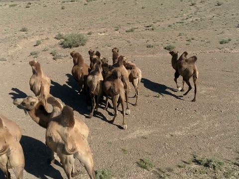 以往由兰州坐骆驼到乌鲁木齐，需要花两个月。
