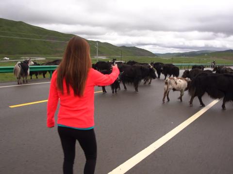 難得在路上遇到大堆氂牛，一於追拍！