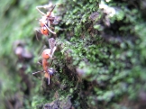 紅樹蟻