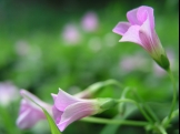 《香港生態遊》－十種可在慈雲古道發現的中草藥：紫花酢醬草