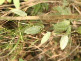 《香港生态游》－十种可在慈云古道发现的中草药：土伏苓