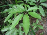 《香港生態遊》－十種可在慈雲古道發現的中草藥：鴨腳木