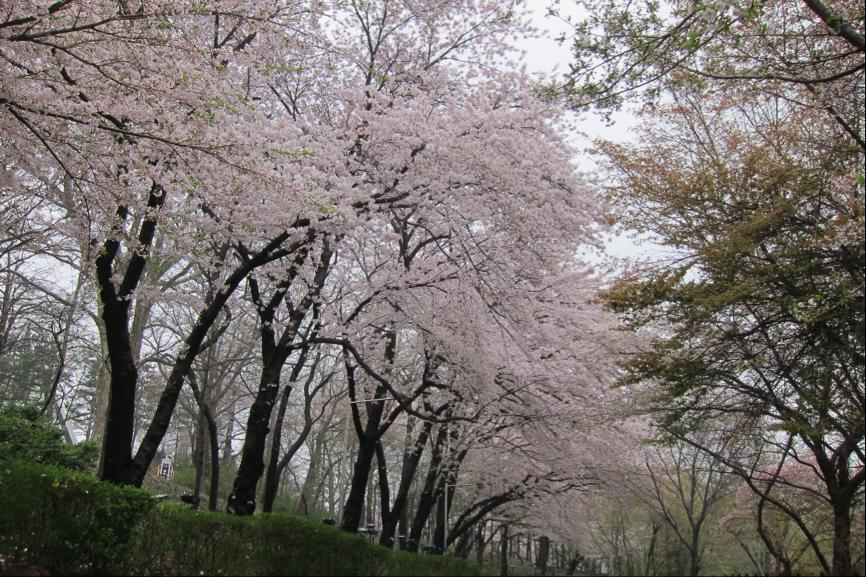 韩国四季分明，春天有樱花~