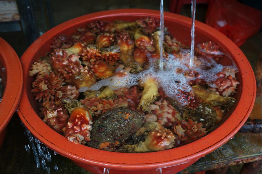 「海菠萝」属于海鞘类，听说是釜山的特产，大家吃过没有？ 