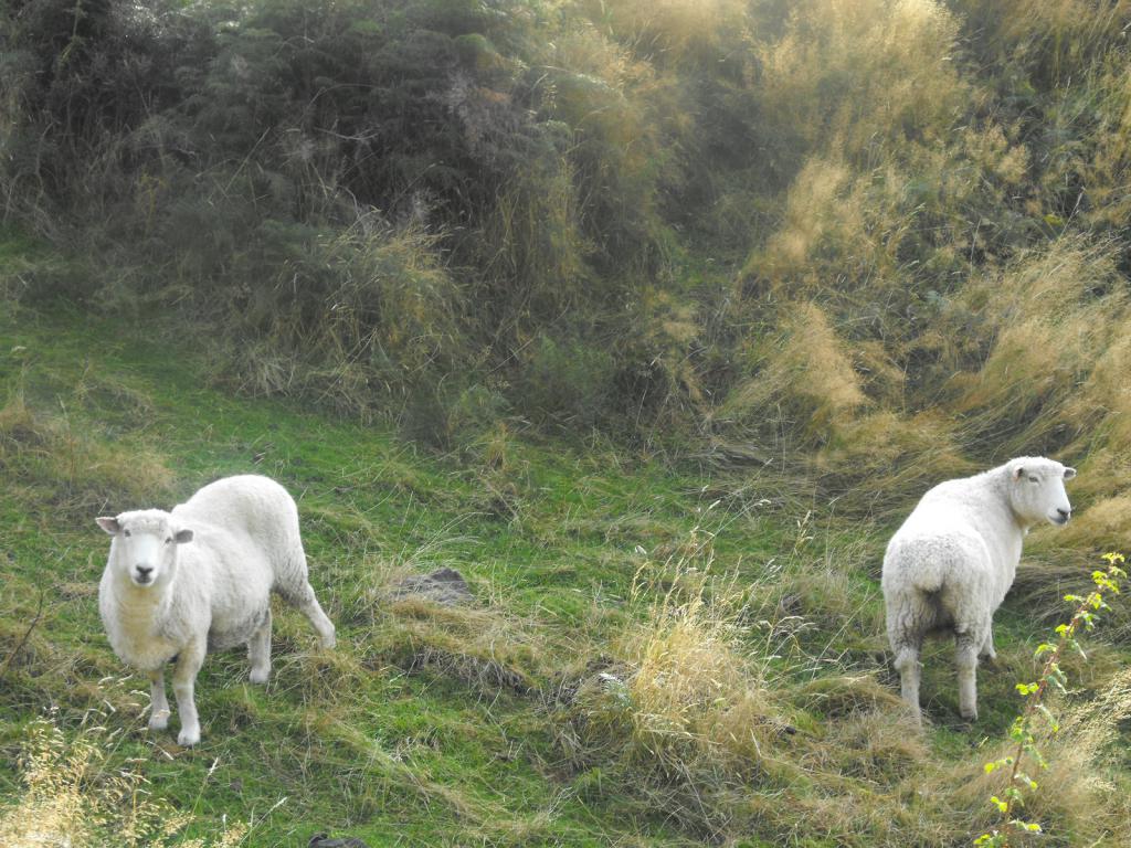 紐西蘭的確是一個羊比人多的國家。