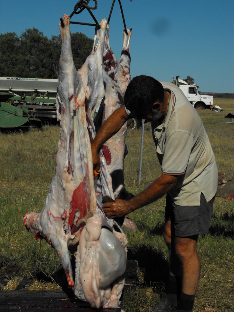 附近几个农场联合一齐宰杀羊，各自领取所需数量放入冰库以做一整年食用