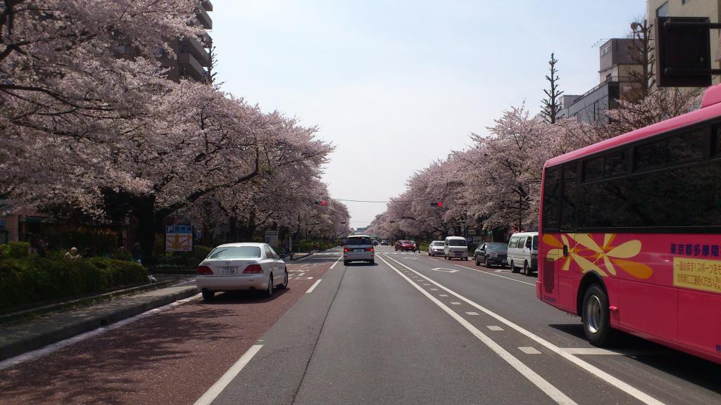 櫻花季節，由車站到大學的必經之路。
