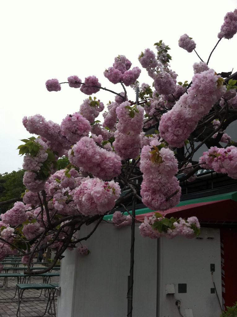 到日本時還是春季，櫻花還很漂亮。