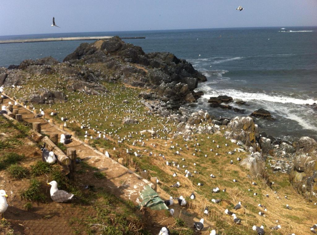 青森八戸、號稱有四萬隻海鷗的蕪島﹐一不小心就會中頭獎的，小心