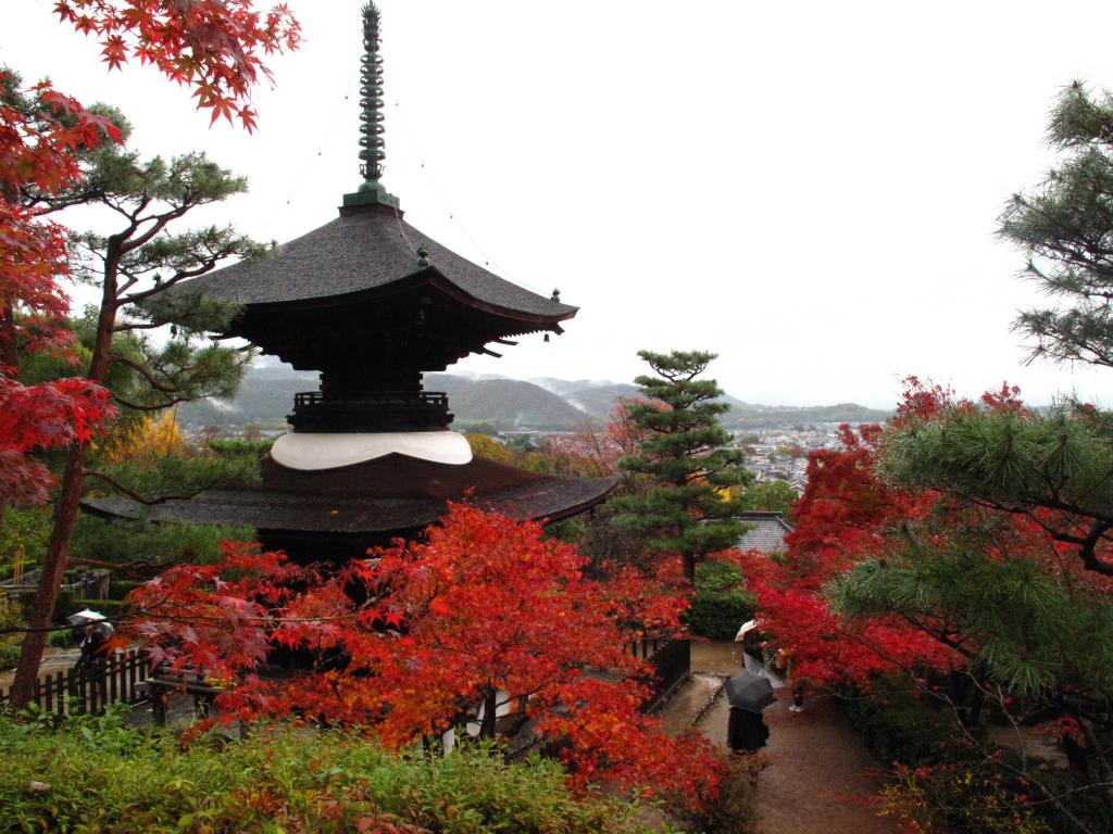 来到十一月，京都不少寺庙都披止醉人秋色。