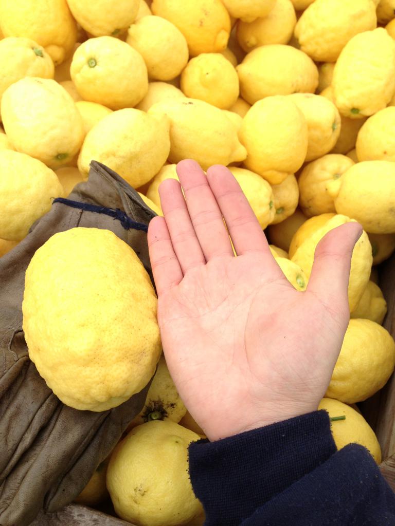 唔做唔知，原来新柠檬树(2至3岁)的果实非常巨大！