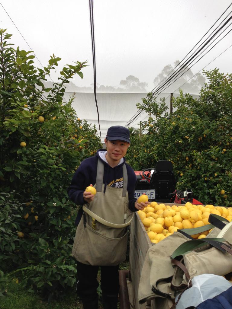 為期2個月的採檸檬工作，工作的袋子名為袋鼠袋！