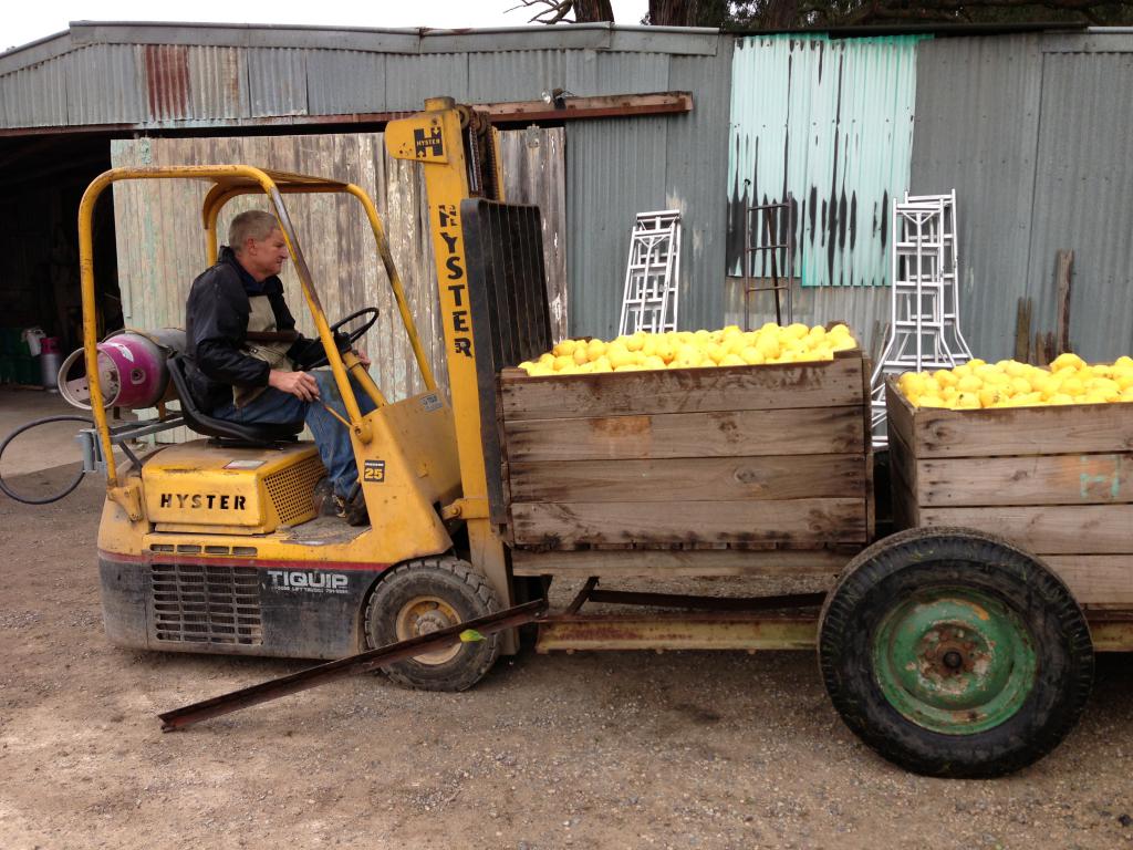 農主把採摘完的檸檬運回Packing Shed，一組6人，一日最多試過採到12, 13箱！