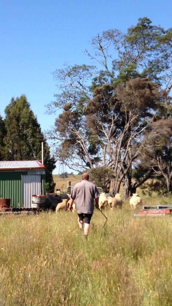 農主的朋友正在趕羊中，看著他的背影想起了Mr. Incredible...