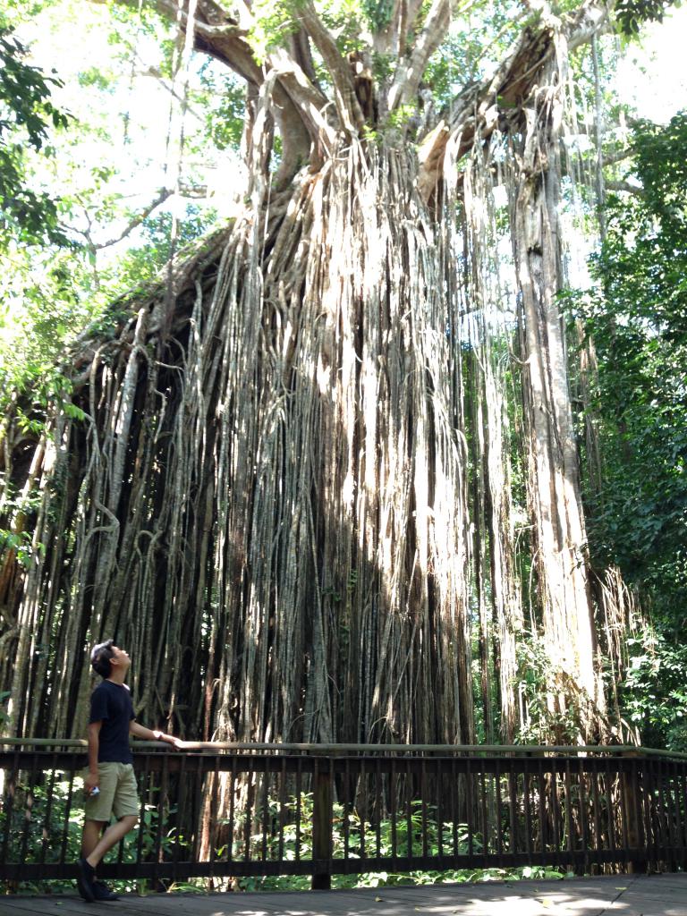 大堡礁附近聞名的Curtain Fig Tree門簾樹，高10米，千根百縷、筆直垂下、蔚為奇觀啊！