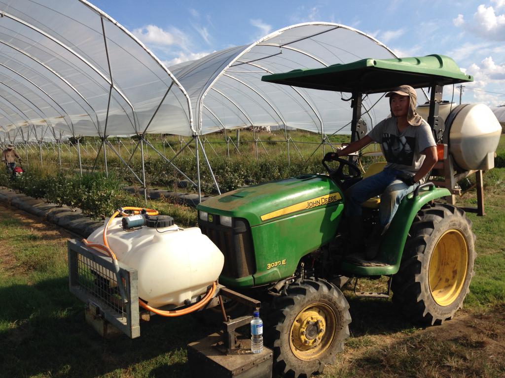 旅程進入倒數！最後一份在Queensland Caboolture的農場工作，除了採果，還有機會開噴農藥的車，有趣經驗！