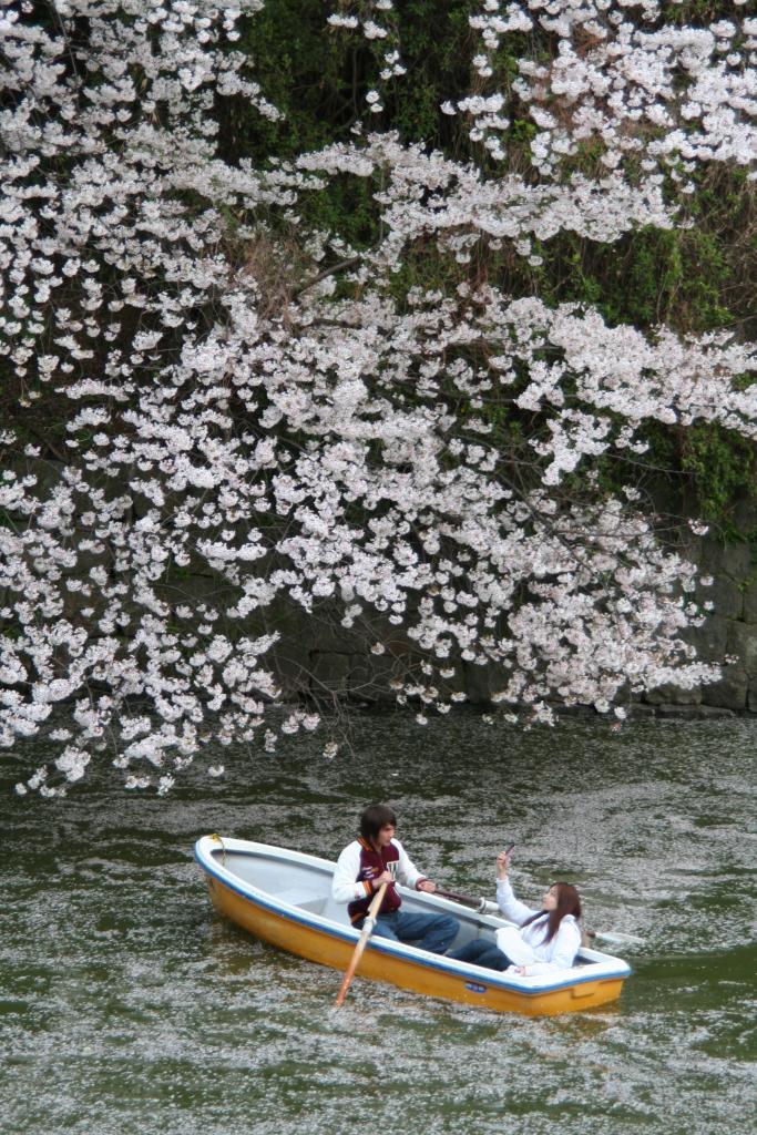 东京千鸟渊是泛舟赏樱热点。