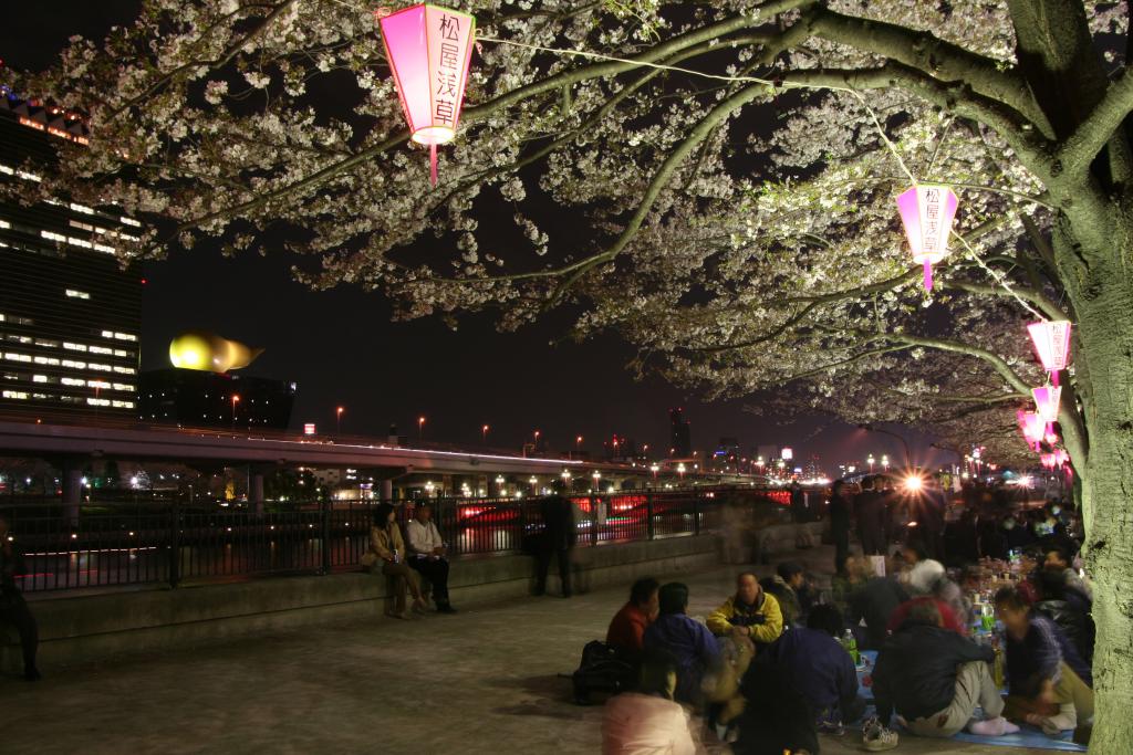 每到櫻花季節，不論日夜，日本人都愛呼朋喚友在櫻樹下暢飲談天。