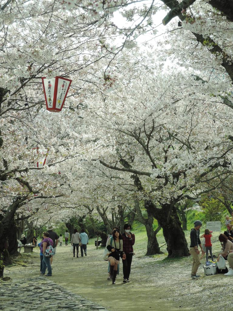 日本的櫻花季自三月中、下旬開始至五月中旬，由九州一直開到北海道。