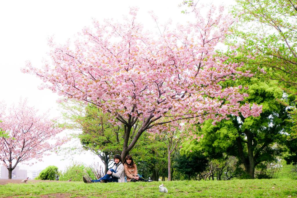 櫻花下野餐
