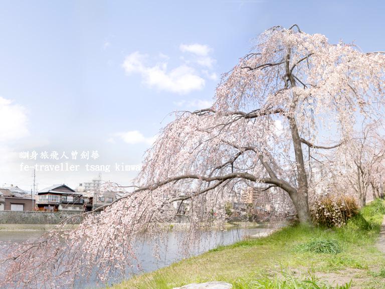 京都鸭川沿岸种植了枝垂樱。 